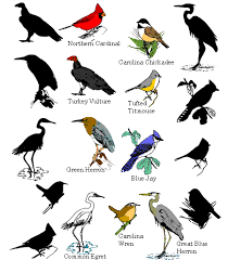 Pin On Birds