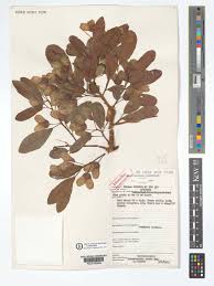 Image result for Hymenocardia