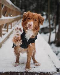 Image result for nova scotia duck tolling retrívr