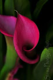 Pin By Adela Blanca On Flower Buds Calla Lily Amazing Flowers Calla
