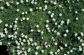 Image result for Sagina