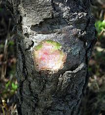 Image result for Lannea discolor