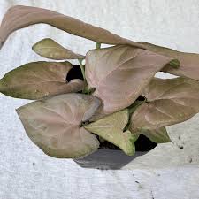 Image result for Syngonium podophyllum