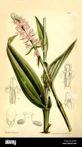 Image result for Satyrium