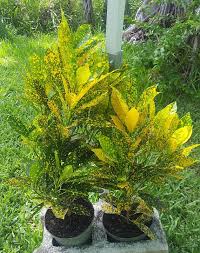 Here are some of the better choices that deer will tend to ignore. Croton Codiaeum Variegatum Croton Gold Dust In A 6 Pot Patio Garden Outdoor Indoor Plant Pool Landscaping Houseplants Landscaping Tips
