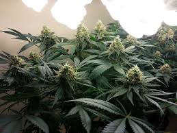 Led plant lights with a lot of blue and uv diodes can be harmful. How To Grow Weed With Cfls Grow Weed Easy