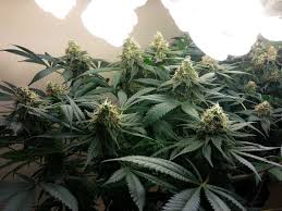 It peaked out at 15,219 lux in the center of the fixture. How To Grow Weed With Cfls Grow Weed Easy