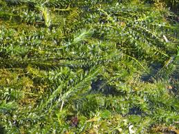 Image result for Geigeria engleriana