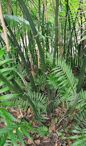 Image result for Chamaeclitandra henriquesiana