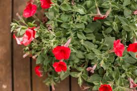 Tanaman hias ini juga termasuk tanaman rimbun, jadi terlihat cantik jika ditanam berderet sepanjang pagar atau pekarangan. 11 Jenis Tanaman Bunga Gantung Tahan Panas Tercantik Anti Layu