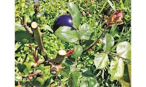 Alte rosen möglichst im frühjahr schneiden auch bei den historischen rosen wird der hauptschnitt im frühjahr, bestenfalls zur zeit der forsythienblüte, durchgeführt. Obst Und Gartenbauverein Rosen Schneiden Aber Richtig