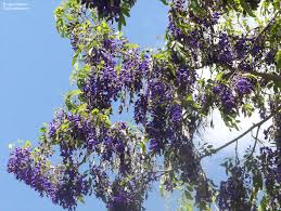 Image result for Bolusanthus