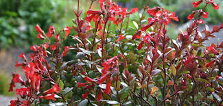 Succulent with red bell flowers. Kalanchoe Manginii Chandelier Plant World Of Succulents
