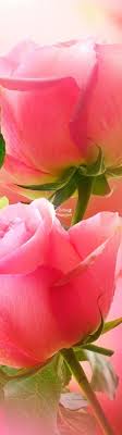 Pin On Flori