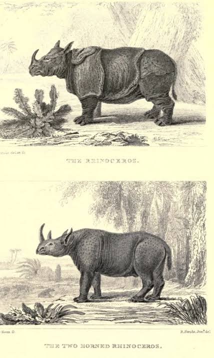 The rhinoceros fight in India — Rhino Resource Center