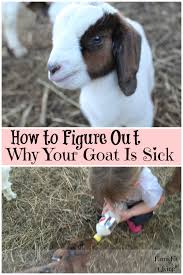 You're still not entirely comfortable handling this tiny person, and it feels strange covering her body in water. How To Figure Out Why Your Goat Is Sick Farm Fit Living