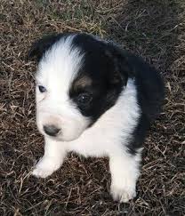 Northern california australian shepherd rescue. Australian Shepherd Puppy For Sale In High Point Nc Adn 58654 On Puppyfinder Com Gender Femal Australian Shepherd Puppy For Sale Australian Shepherd Puppies