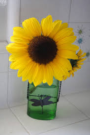 We are here to help you understand. Sunny Simple Life Make Cut Sunflowers Last Longer