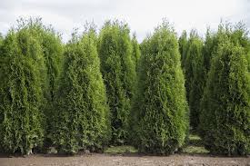 Cost, not as sturdy as more permanent shelters, may not provide adequate protection from predators because of the materials used and large door openings. Planting A Cedar Hedge Hedge King Ottawa