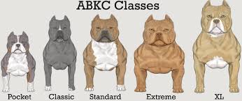 Pitbull Breeding Color Chart Pitbull Puppies