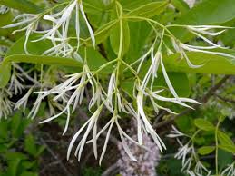 Image result for Chionanthus
