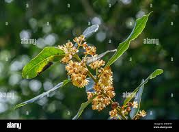 Image result for Lauraceae