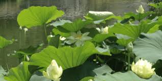 Una delle più grandi collezioni di piante acquatiche in europa, oltre 400 varietà di ninfee rustiche, 200 fiori di loto, più di 500 varietà di iris acquatici e palustri (louisiana, ensata, pseudacorus, pseudata, sibirica, versicolor, laevigata ed altri.) diverse piante palustri da zona umida, piante sommerse ossigenanti, piante galleggianti, tutto quello che può servire per creare una zona acquatica e palustre nel vostro giardino, terrazzo o balcone. Loto E Ninfea I Fiori Per Il Laghetto Come Coltivarli Cose Di Casa