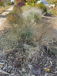 Image result for Aizoon virgatum