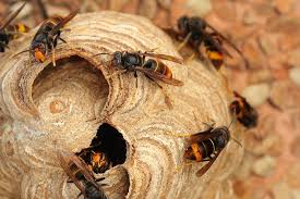 Depois dos fungos, dos pesticidas, das alterações climáticas, da destruição dos habitats, eis que as abelhas, em declínio mundial, têm agora de lidar com outra ameaça: Asian Hornets A New Pest Of Concern For Europe And The United States Bavarian News U S Army Garrison Bavaria