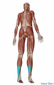 Attached to the bones of the skeletal system are about 700 named muscles that gross anatomy of a skeletal muscle most skeletal muscles are attached to two bones through tendons. Glossary Of The Muscular System Learn Muscular Anatomy