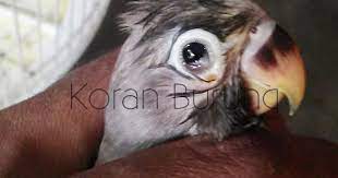 Salah satu herbal paling populer untuk pengobatan penyakit mata adalah daun sirih. Awas Keliru Inilah Cara Paling Tepat Penanganan Penyakit Snot Pada Lovebird
