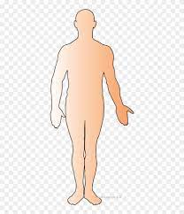 Human Body Clipart Free Body Outline Free Human Body Clip Art