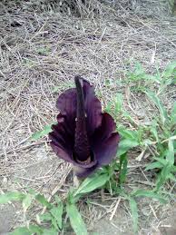 Image result for Brachycorythis angolensis