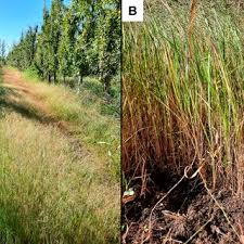 Image result for Panicum trichonode