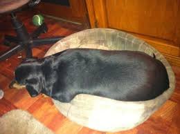 pin on my fat pet dog