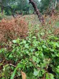 Image result for Rumex sagittatus