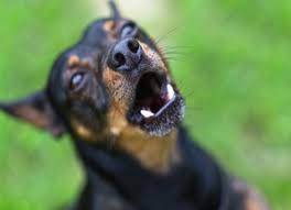 Aggressive Behavior In Dogs And Cats How To Handle This Tough Situation Petmd