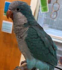 Maxi parrots was established in 2015. Pets On Broadway
