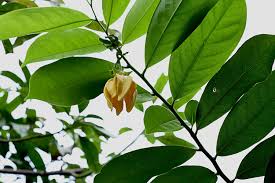 Image result for Artabotrys