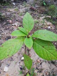 Image result for Terminalia superba