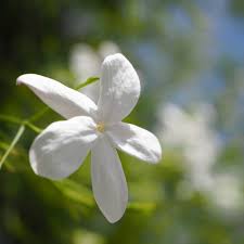 Image result for Jasminum pauciflorum