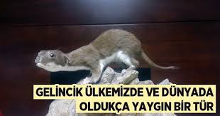 Gelincik Ulkemizde Ve Dunyada Oldukca Yaygin Bir Tur Hayvan Yavrulari Hayvan Gelincik