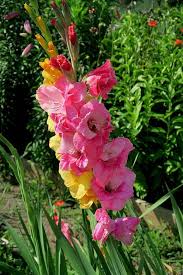 Image result for Gladiolus virgineus