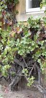 Image result for grape pruning