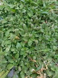 Image result for Nelsonia canescens