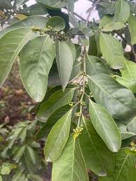 Image result for Suregada