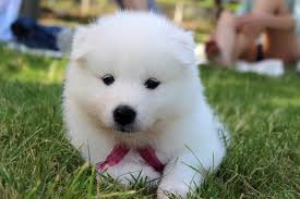 En Iyi Kopek Cinsleri Samoyed Chihuahua Akita Border Collie Bull Terrier Yorkshire Terrier Shih Tzu Danua Chow Chow Papillon Kopek Cinsleri Haberler