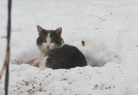 Um Gato Adulto Selvagem Pode Ser Domesticado Socializado Quora