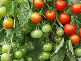After planting your seedlings, you'll need to put up a trellis or some supporting structure to carry the weight of the plant as it grows. 14 Tomato Growing Mistakes New Gardeners Make Gardening