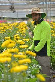 Flower Growers Move From The Paddock To An Inside Operation Queensland Country Life Queensland